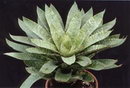 Vriesea Gigantea
